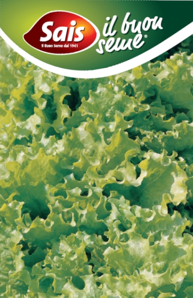 Šalát listový Bionda a Foglia Riccia cca 10 g